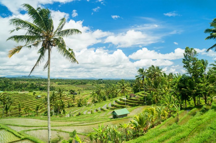 Bali terraces delights jatiluwih paddies