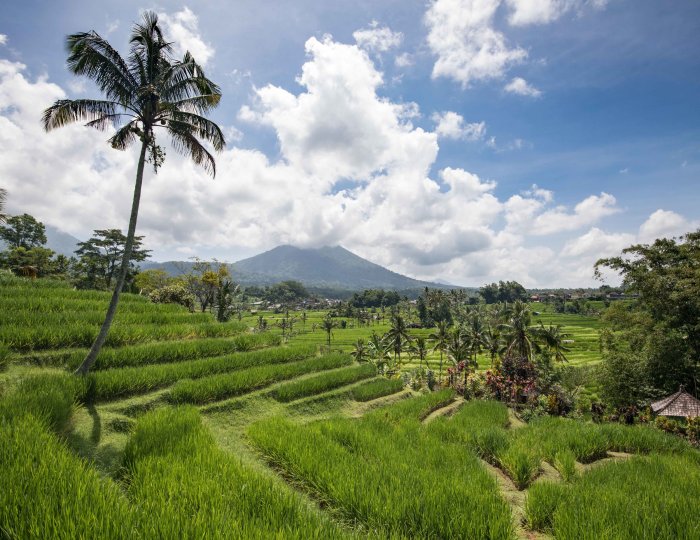 Jatiluwih rice terraces