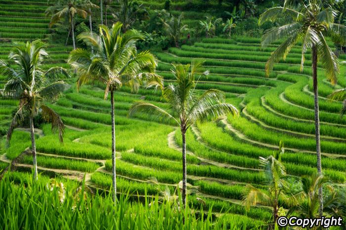 Jatiluwih terraces unesco dawn